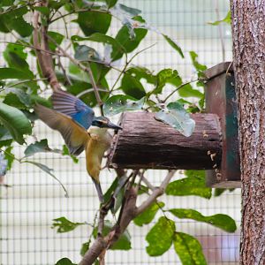 Sacred Kingfisher Entering Nestbox