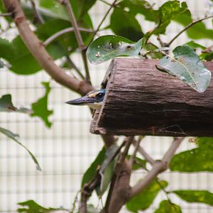 Sacred Kingfisher in Nestbox