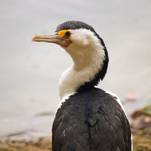 Wild Pied Cormorant (Phalacrocorax varius)