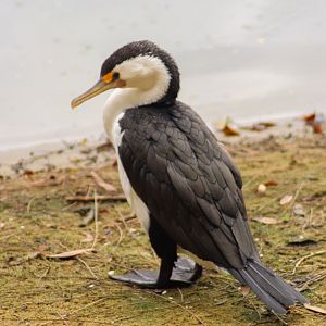 Wild Pied Cormorant (Phalacrocorax varius)