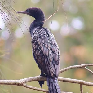 Wild Little Black Cormorant (Phalacrocorax sulcirostris)
