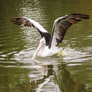 Australian Pelican (Pelecanus conspicillatus)