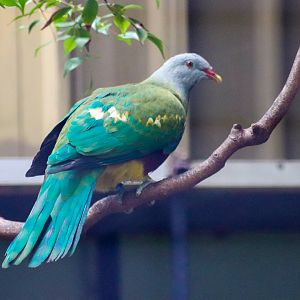 Wompoo Fruit Dove (Ptilinopus magnificus)