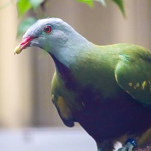 Wompoo Fruit Dove (Ptilinopus magnificus)