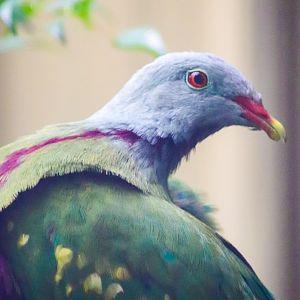 Wompoo Fruit Dove (Ptilinopus magnificus)