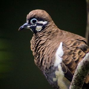 Squatter Pigeon (Geophaps scripta)