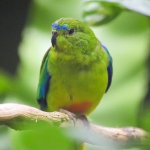 Orange-bellied Parrot (Neophema chrysogaster)