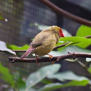 Star Finch (Neochmia ruficauda)