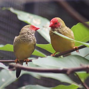 Star Finches (Neochmia ruficauda)