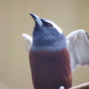 White-browed Woodswallow (Artamus superciliosus)