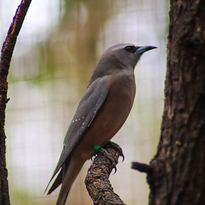 White-browed Woodswallow (Artamus superciliosus)
