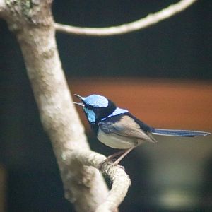 Superb Fairywren (Malurus cyaneus)