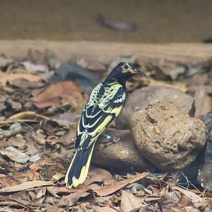 Regent Honeyeater (Anthochaera phrygia)