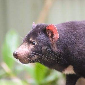 Tasmanian Devil (Sarcophilus harrisii)