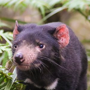 Tasmanian Devil (Sarcophilus harrisii)