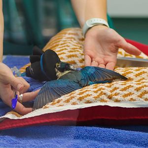 Wildlife Hospital Patient - Sacred Kingfisher