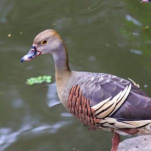 Wild Plumed Whistling Duck (Dendrocygna eytoni)