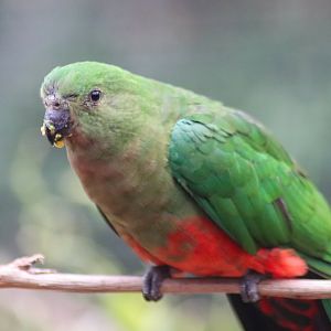 Australian King Parrot (Alisterus scapularis) - Female