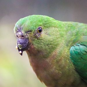 Australian King Parrot (Alisterus scapularis) - Female