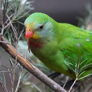 Superb Parrot (Polytelis swainsonii)