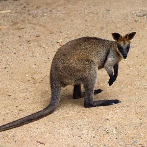 Swamp Wallaby (Wallabia bicolor)