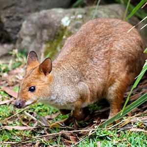 Red-legged Pademelon (Thylogale stigmatica)