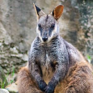 Brush-tailed Rock Wallaby (Petrogale penicillata) - Male