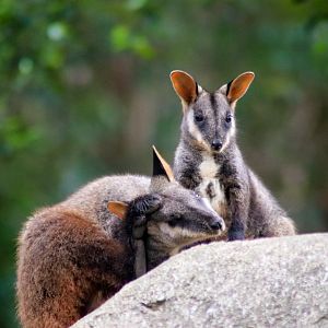 Joey and Female - Brush-tailed Rock Wallaby (Petrogale penicillata)