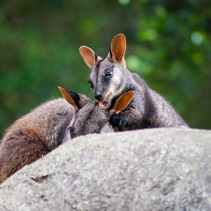 Joey Licking - Brush-tailed Rock Wallaby (Petrogale penicillata)