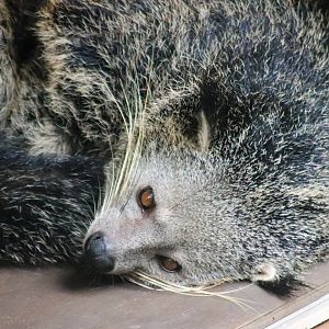 Binturong (Arctictis binturong)