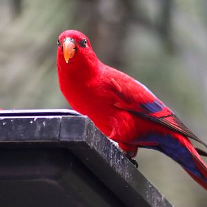 Lost Valley Aviary - Red Lory (Eos bornea)
