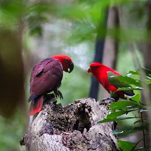 Lost Valley Aviary - Eclectus Parrot and Chattering Lory