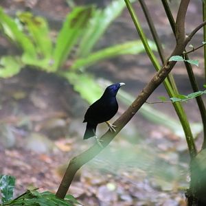 Lost Valley Aviary - Satin Bowerbird