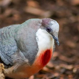 Lost Valley Aviary - Luzon Bleeding-heart