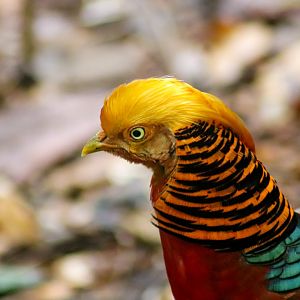 Lost Valley Aviary - Golden Pheasant