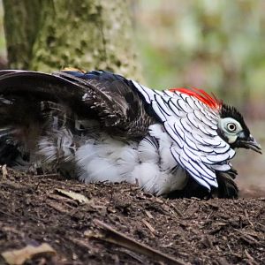 Lost Valley Aviary - Having a Dust Bath