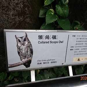 Collared Scops Owl (Otus lettia glabripes)