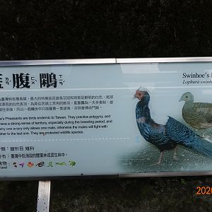 Swinhoe's Pheasant (Lophura swinhoii)