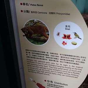 Kinkajou (Potos flavus)