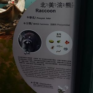 Raccoon (Procyon lotor)