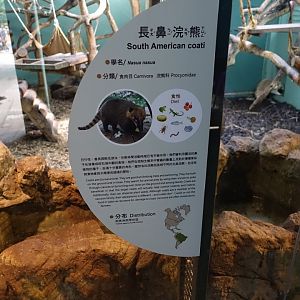 South American Coati (Nasua nasua)