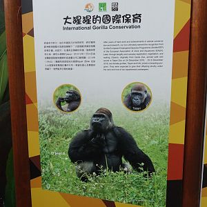 International Gorilla Conservation