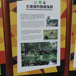 International Gorilla Conservation