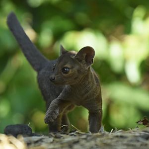 Fossa (Cryptoprocta ferox)