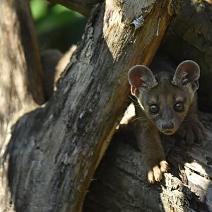 Fossa (Cryptoprocta ferox)