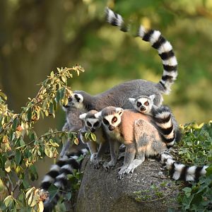 Ring-tailed lemur (Lemur catta)