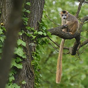 Crowned lemur (Eulemur coronatus)