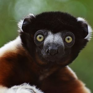 Crowned sifaka (Propithecus coronatus)