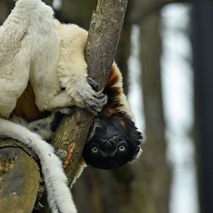 Crowned sifaka (Propithecus coronatus)