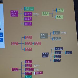 Chimpanzees Pedigree